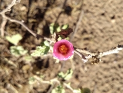 Sphaeralcea mendocina