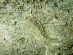 Clinitrachus argentatus