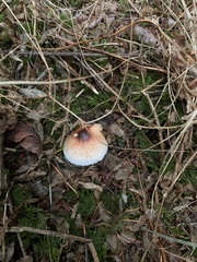 Lepiota rubrotinctoides