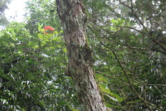 Bulbophyllum griffithii