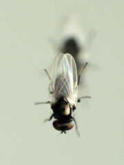 Milichiella