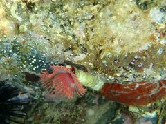 Serpula vermicularis