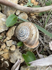 Otala punctata