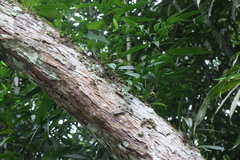 Bulbophyllum griffithii