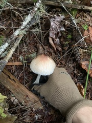 Lepiota rubrotinctoides