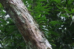 Bulbophyllum griffithii