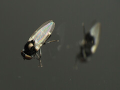 Milichiella