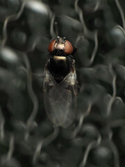 Milichiella