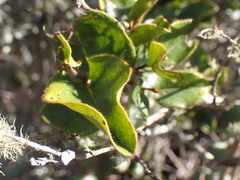 Diospyros scabrida