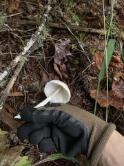 Lepiota rubrotinctoides