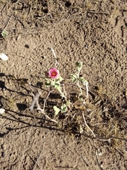 Sphaeralcea mendocina