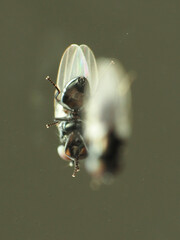 Milichiella