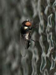 Milichiella