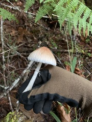 Lepiota rubrotinctoides