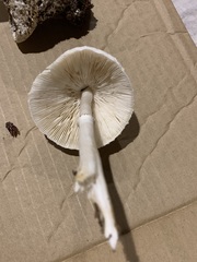 Lepiota rubrotinctoides