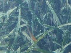 Spondyliosoma cantharus