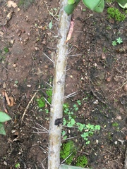 Pereskiopsis diguetii