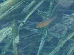 Spondyliosoma cantharus