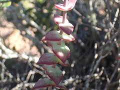 Crassula perforata