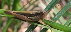 Acrididae