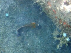 Symphodus mediterraneus