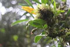 Bulbophyllum griffithii