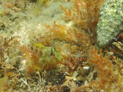 Parablennius incognitus