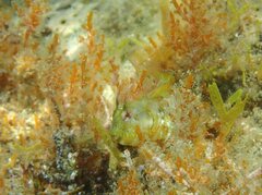 Parablennius incognitus