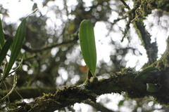 Bulbophyllum griffithii