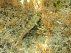 Parablennius incognitus