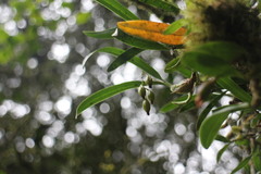 Pholidota cantonensis