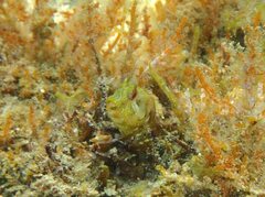 Parablennius incognitus
