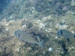 Sparus auratus