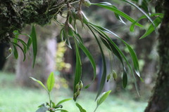 Pholidota cantonensis