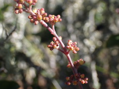 Crassula perforata