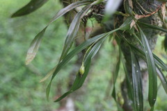 Pholidota cantonensis