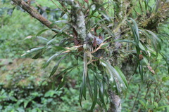 Pholidota cantonensis