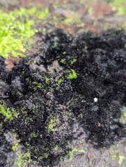Chaetosphaerella phaeostroma