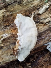 Tyromyces galactinus