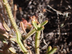 Crassula muscosa