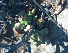 Anacampseros telephiastrum