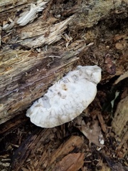 Tyromyces galactinus