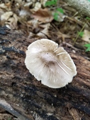 Pluteus hongoi