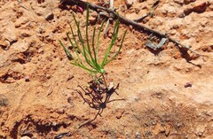 Eriospermum proliferum