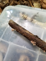 Microstoma floccosum