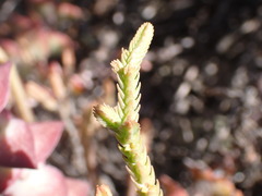 Crassula muscosa