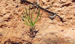 Eriospermum proliferum