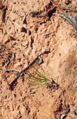 Eriospermum proliferum