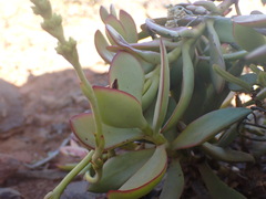 Crassula cultrata