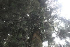 Bulbophyllum affine